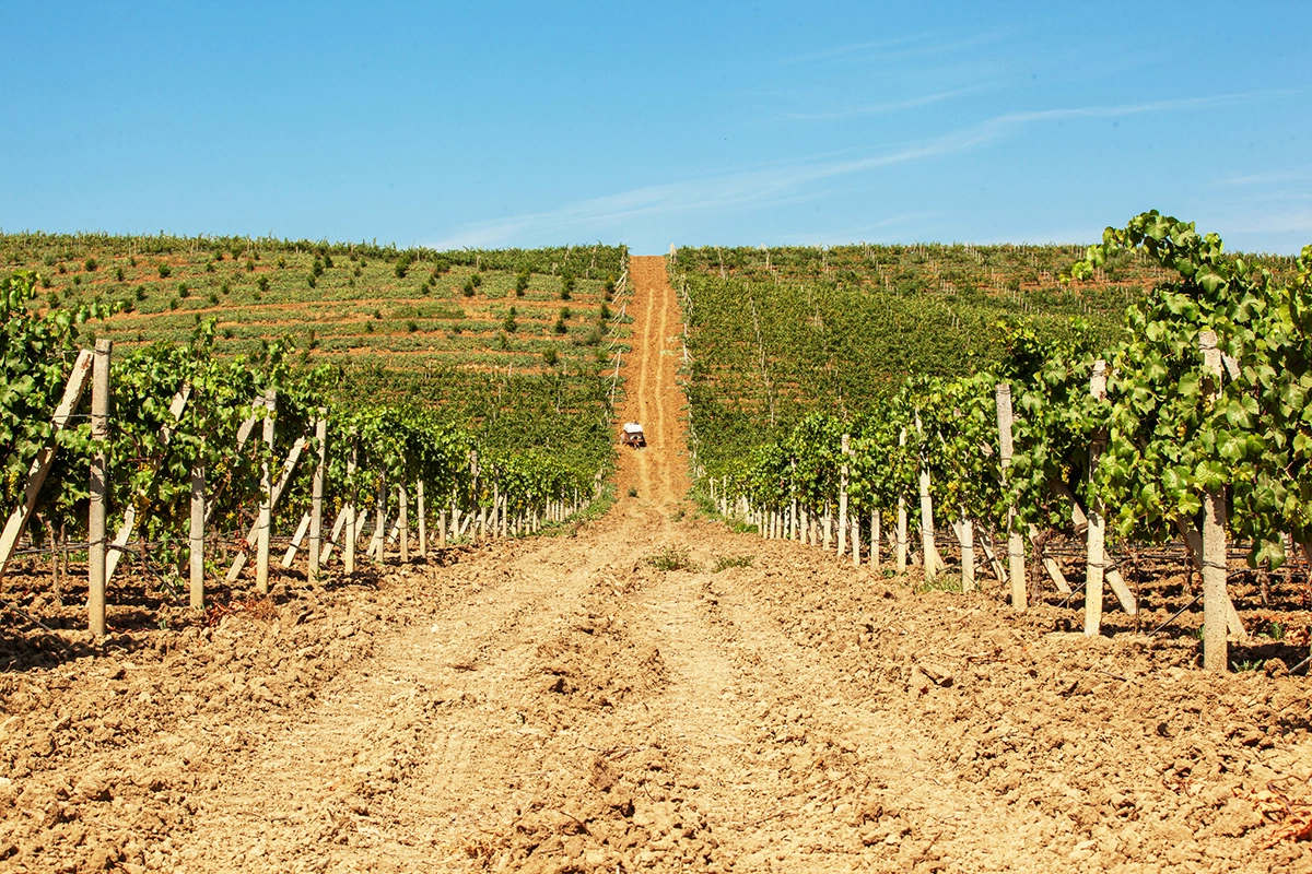 Часть виноделов Дагестана уже приступила к уборке урожая винограда, который они уже называют удачным