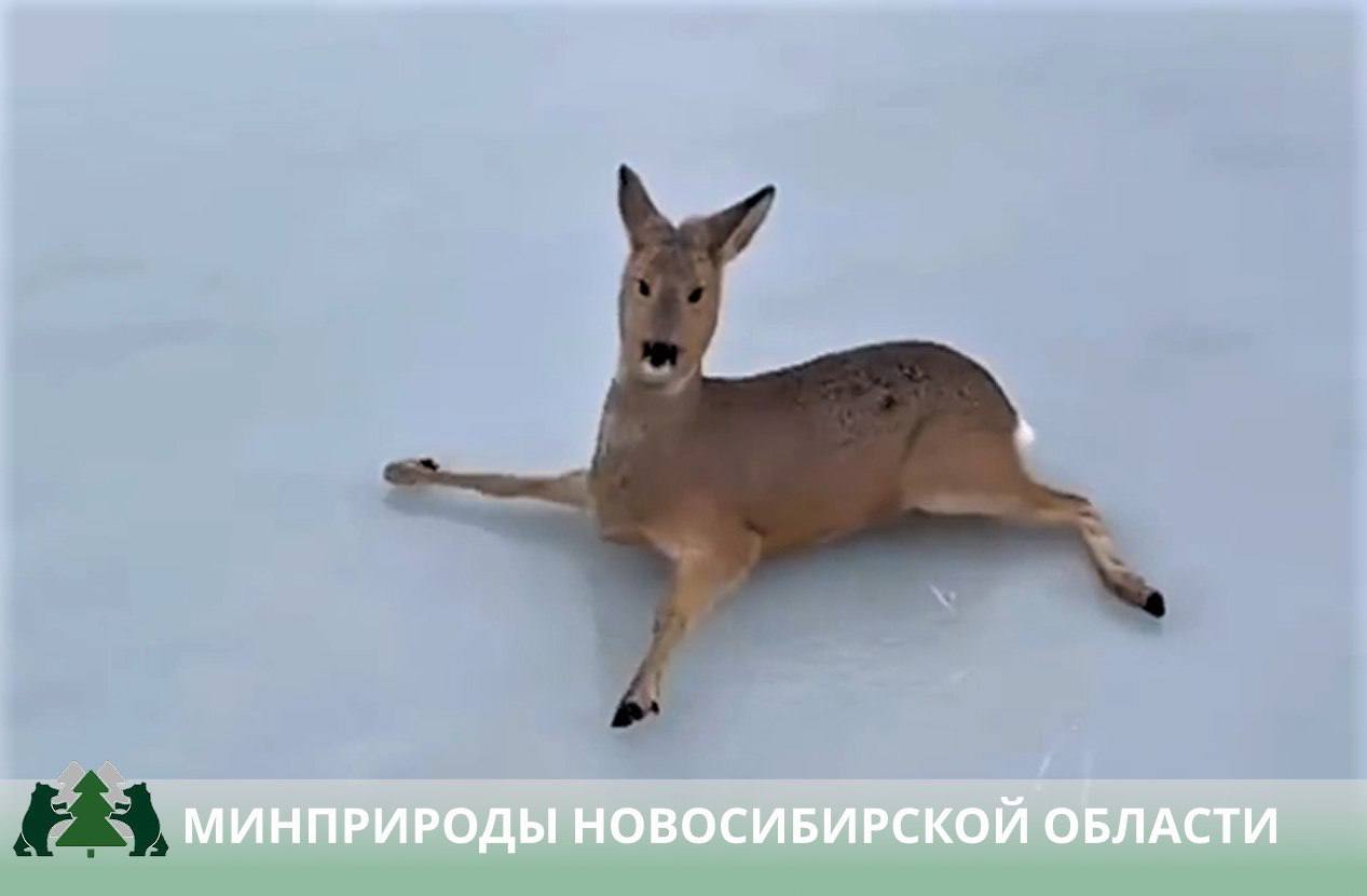 Оказавшись на голом льду водоемов, косули не могут идти из-за своих тонких копыт и скользкой поверхности, из-за чего они падают, быстро слабеют. Это становится серьезной проблемой для животных, которые мигрируют