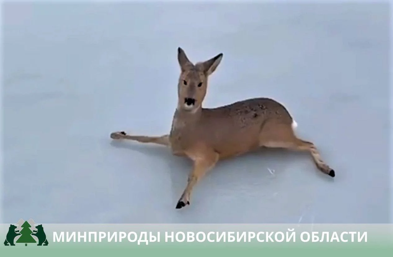 Пресс-служба Минприроды Новосибирской области