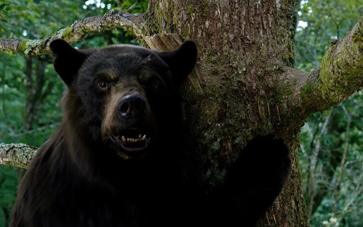 <p>Кадр из фильма &laquo;Кокаиновый медведь&raquo;</p>