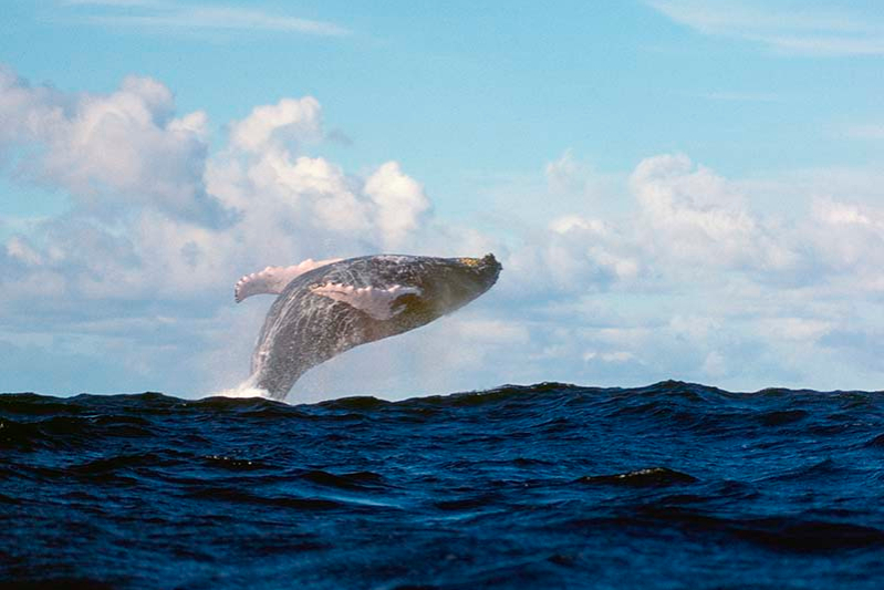 Горбатый&nbsp;кит около острова Танда
