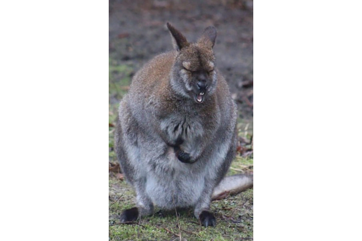Кенгуру по кличке Сиротка в Калининградском зоопарке