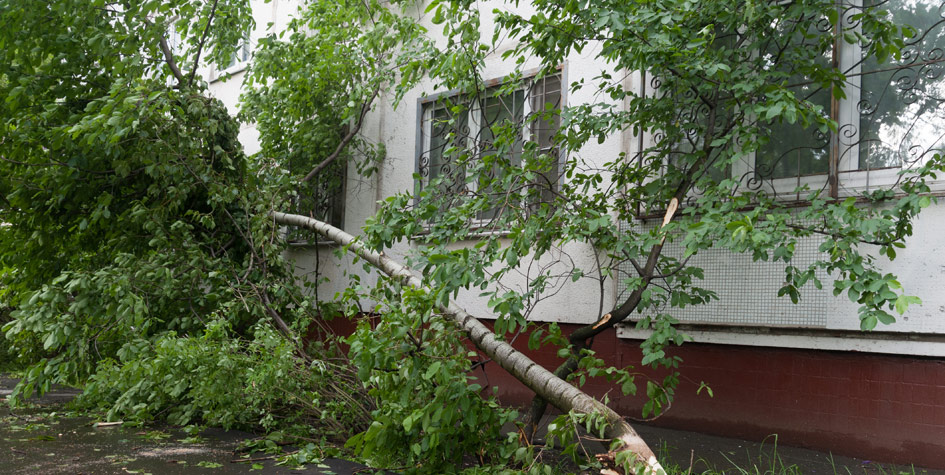 Последствия урагана на&nbsp;улице Коненкова в&nbsp;Москве