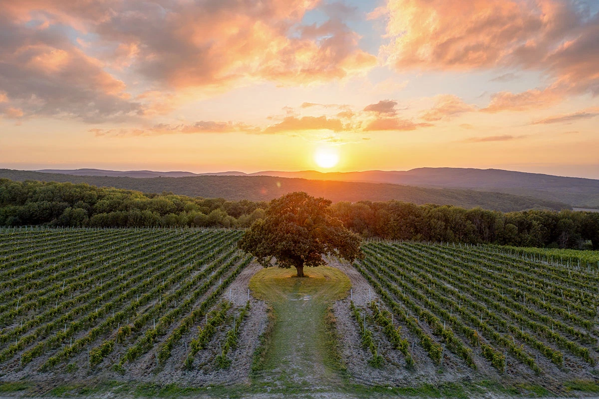 Наш терруар хорошо подходит и для красных вин. В меру жаркий и сухой климат способствует созреванию и длительному развитию красных сортов