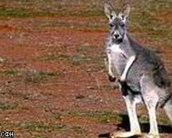 Сафари-парк Австралии закрыт