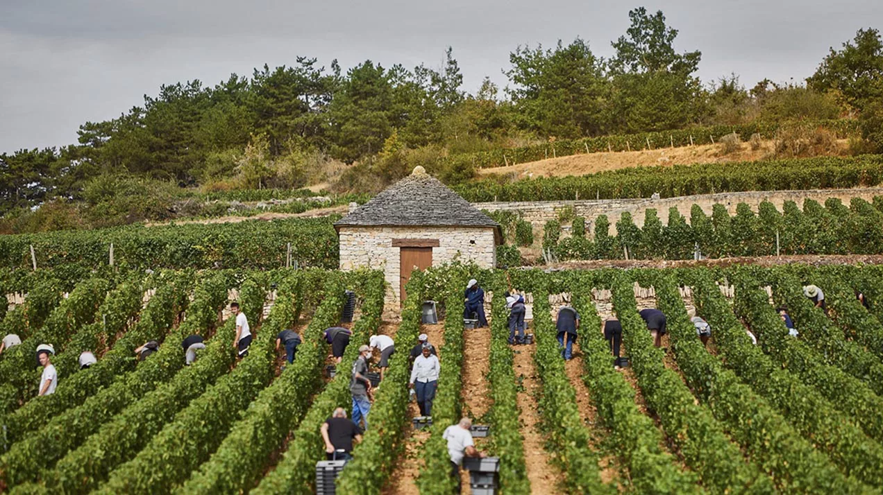 Владелец Gucci создал винодельческое хозяйство в Бургундии