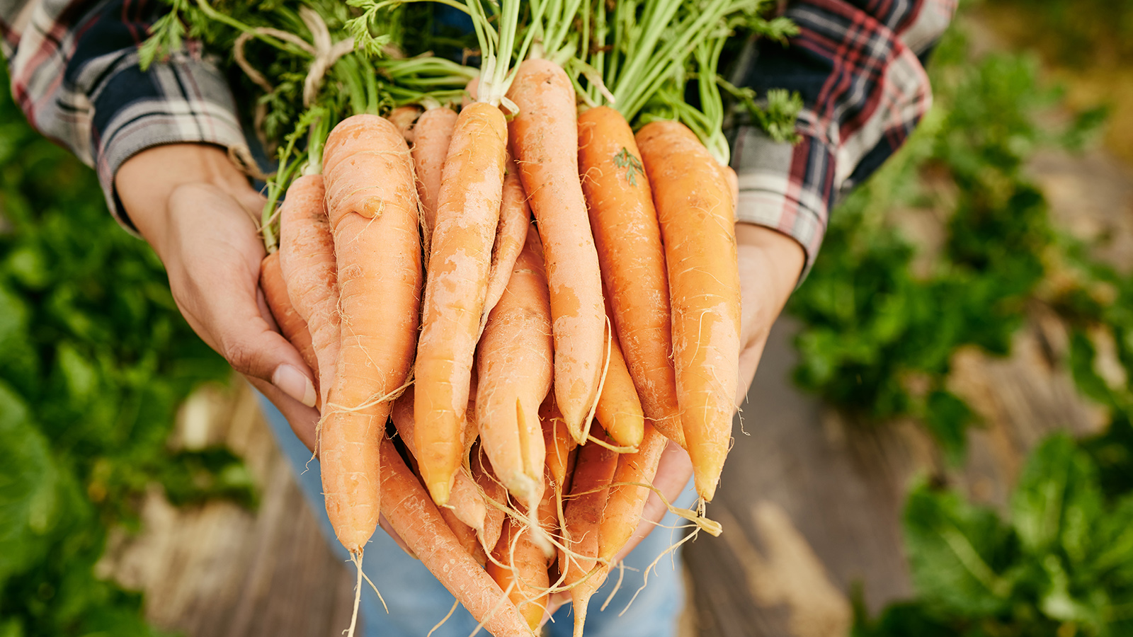 Согласно ГОСТу к концу срока годности (через три-четыре года после сбора) всхожесть семян моркови должна сохраняться на уровне 70%
