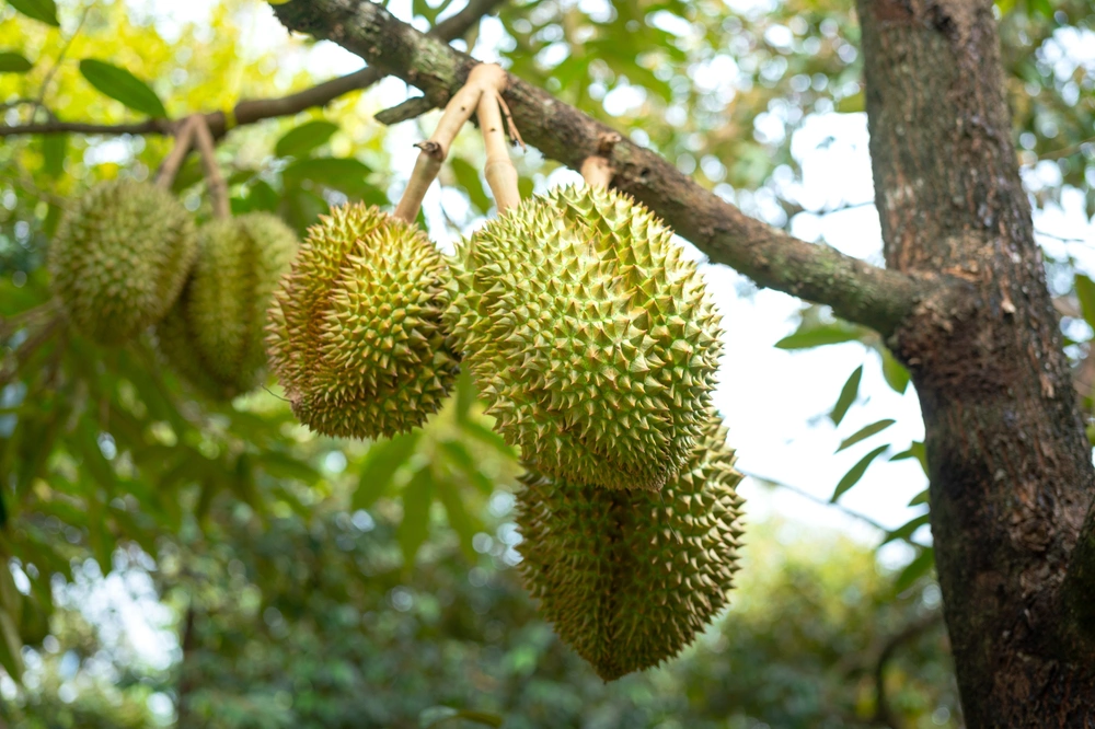 Дуриан называют «королем фруктов» за необычный вкус и крупные размеры