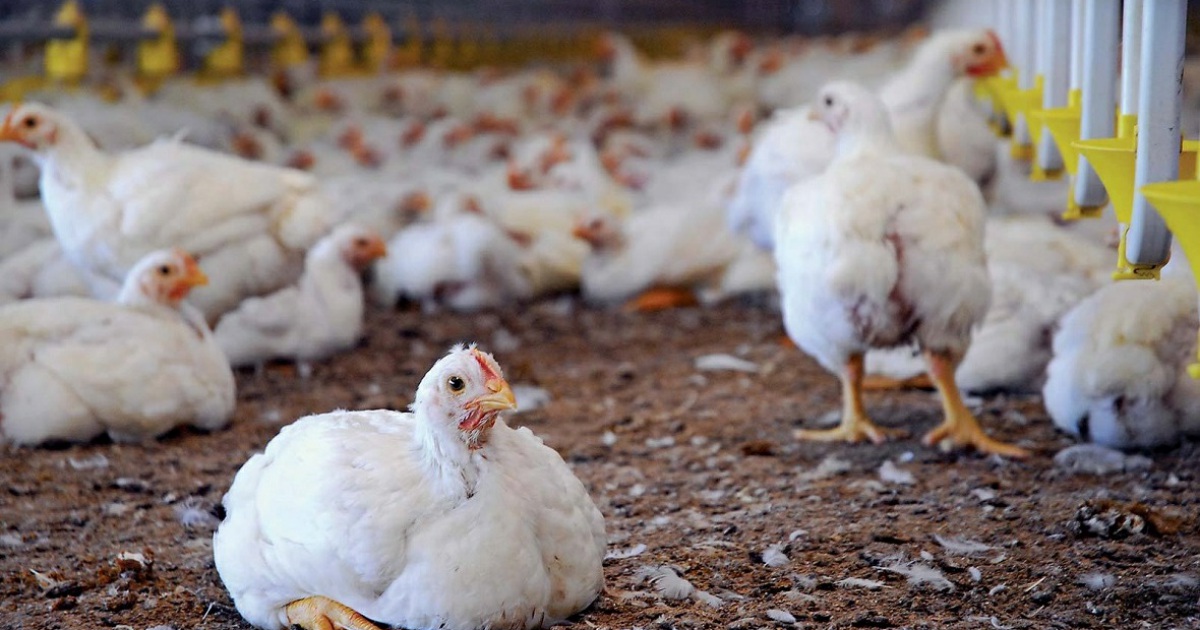 На Дону зафиксировали четырехкратный рост производства мяса птицы