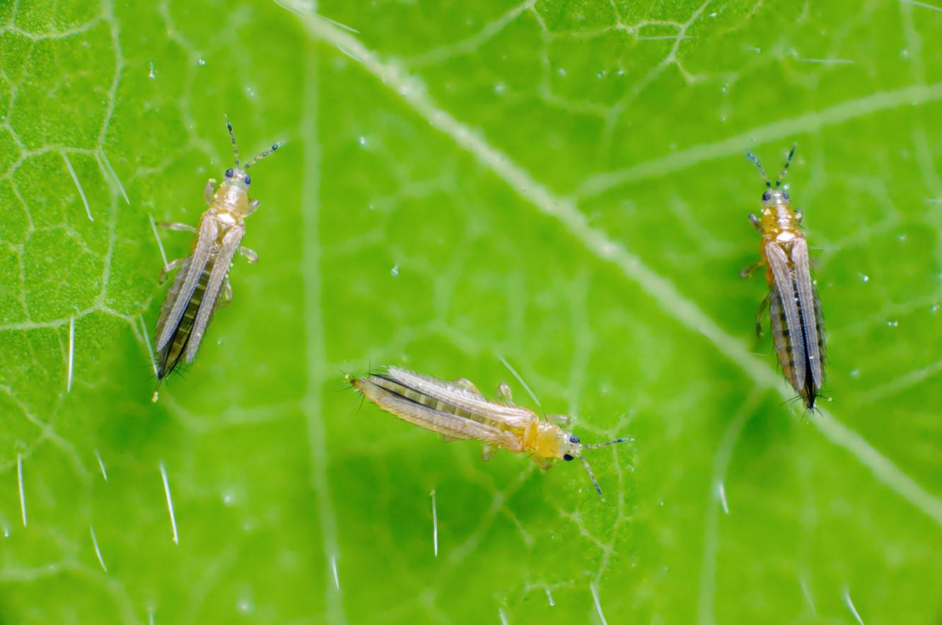 Трипсы &mdash; насекомые из отряда пузыреногих (Thysanoptera), которые обитают практически повсеместно