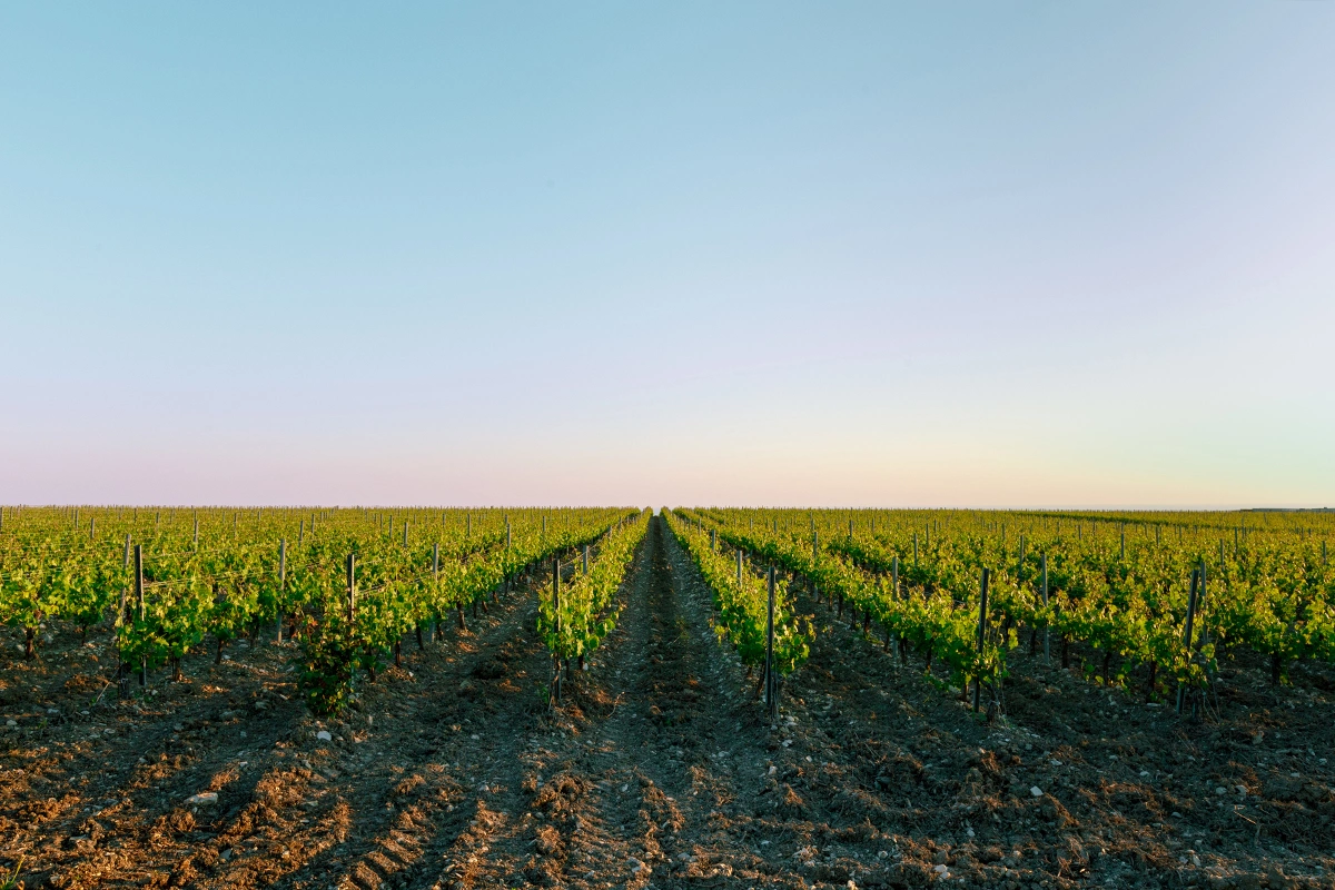 Современным преемником хозяйства Любови Фирсовой было ЗАО «АПК Геленджик». Предприятие, в частности, производило российское шампанское под маркой «Мадам Фирсова 1869»