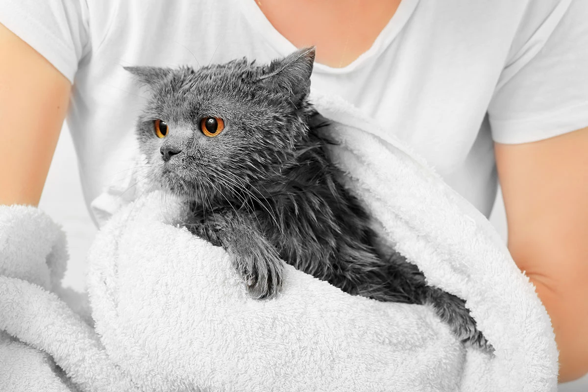 Использовать фен нежелательно: его шум и горячий воздух пугают кошек