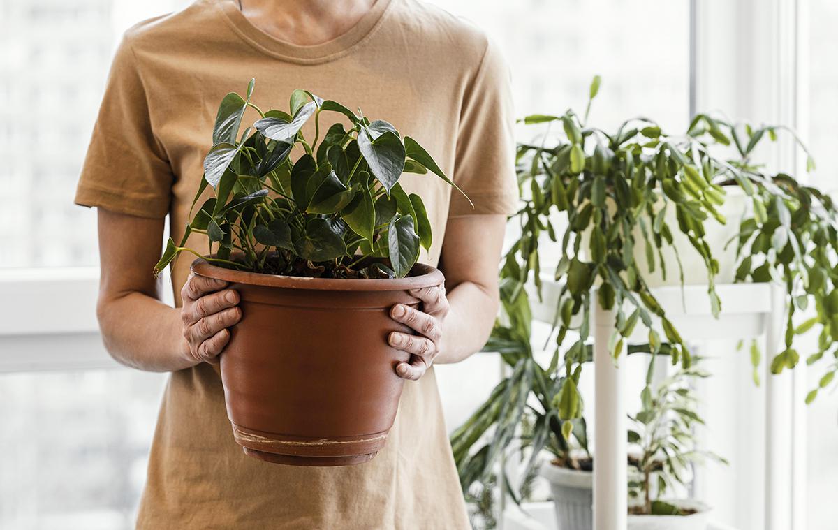 Вертикальное озеленение: что это такое, как сделать и подобрать растения