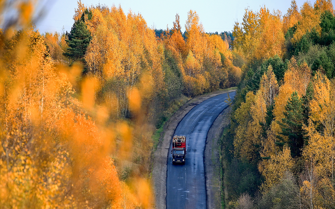 В России ужесточили контроль за вывозом леса за рубеж