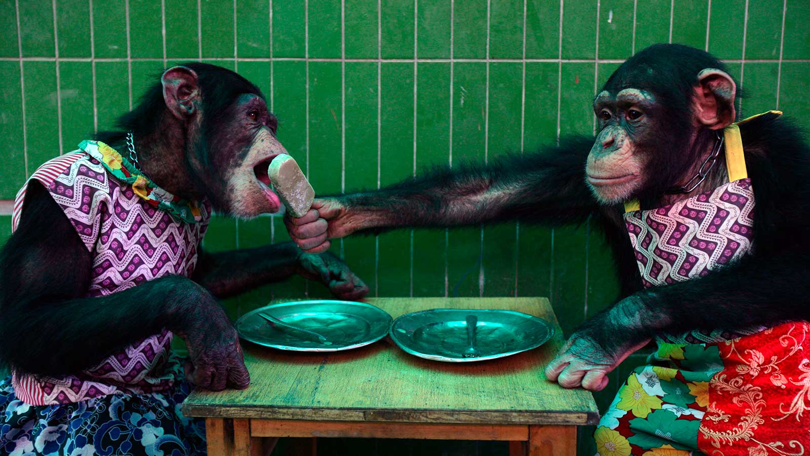 <p>Шимпанзе&nbsp;в сафари-парке Чунцина</p>