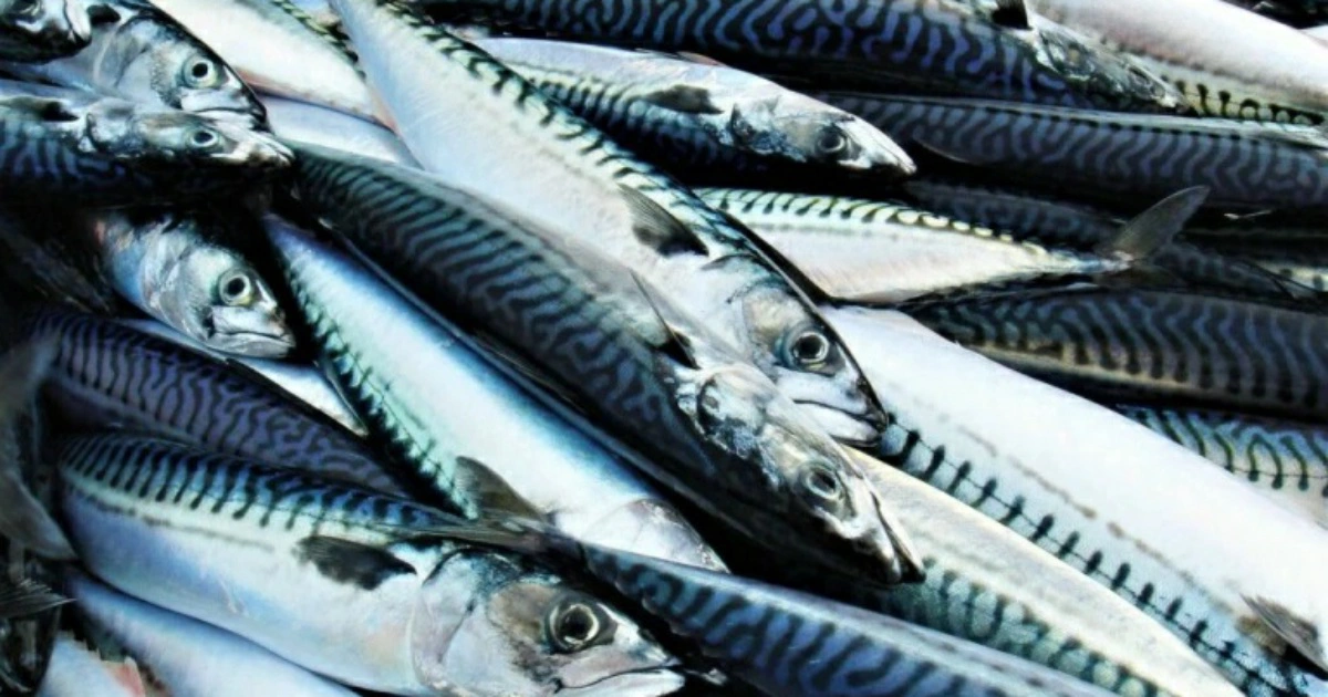 Объединенная пресс-служба Росрыболовства