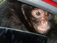 В Великобритании автомобильную сигнализацию заменят обезьяны
