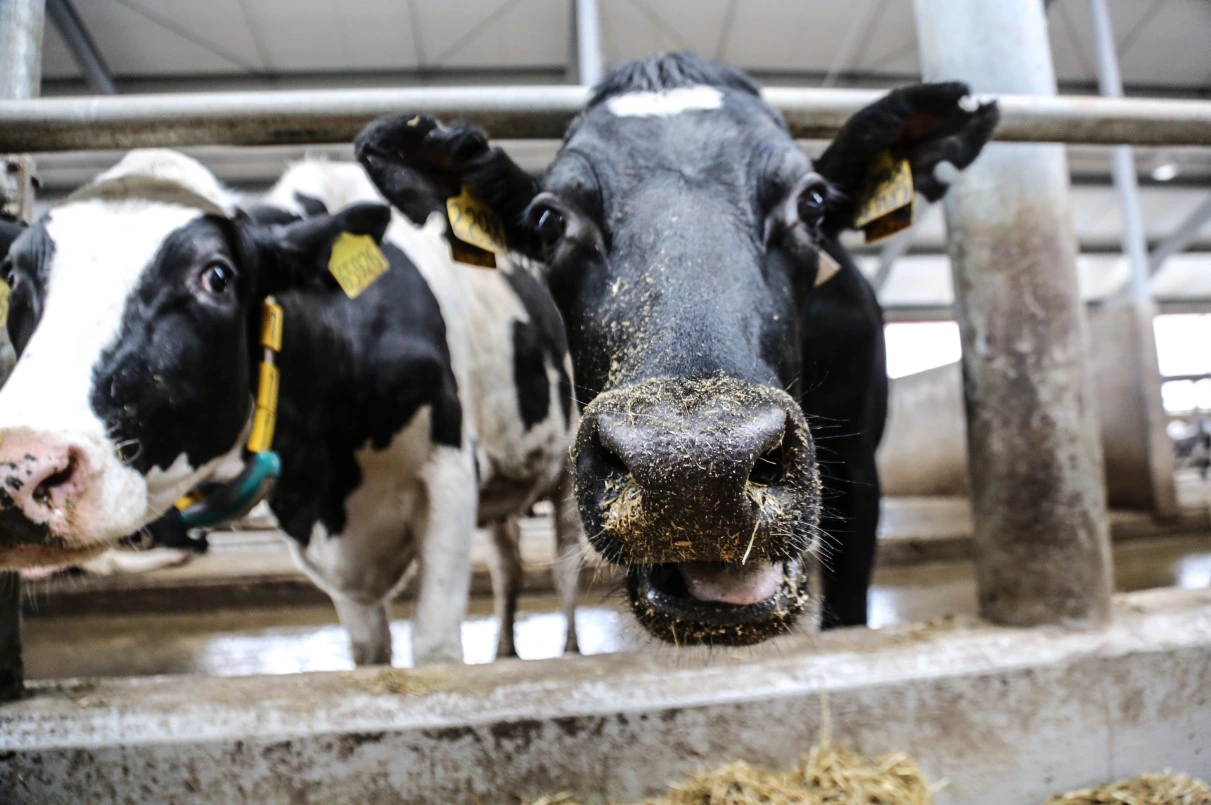 Дмитрий Ткачук / URA.RU