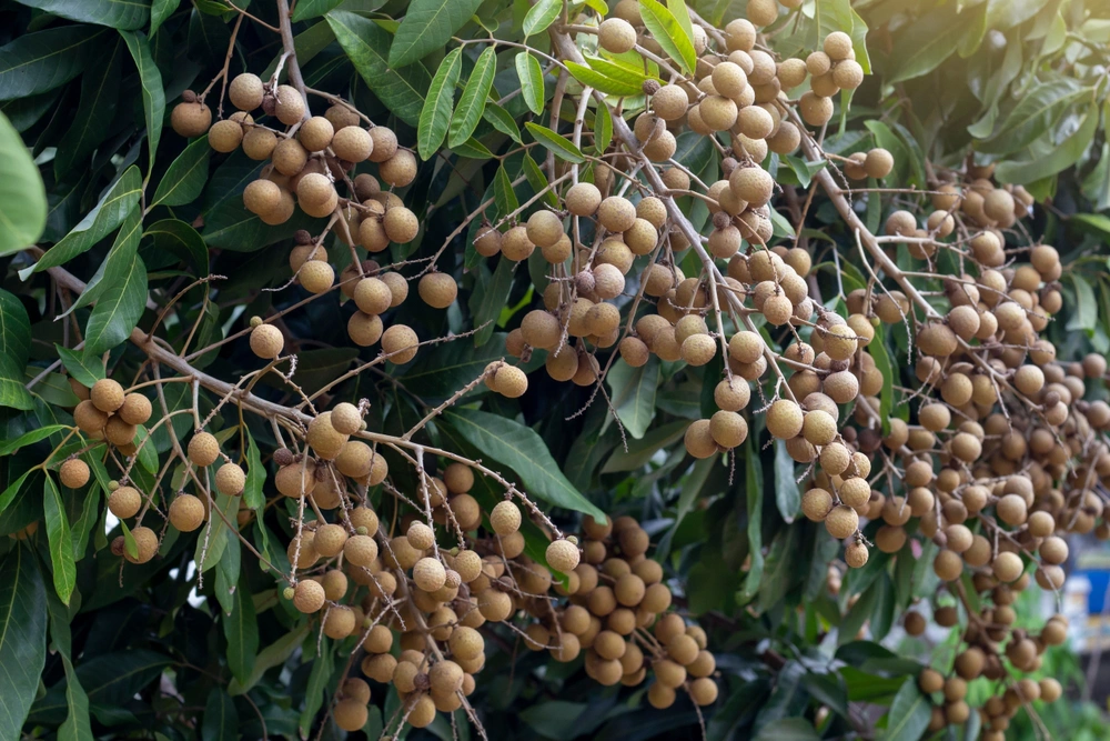Плоды вечнозеленого дерева лонган растут гроздьями