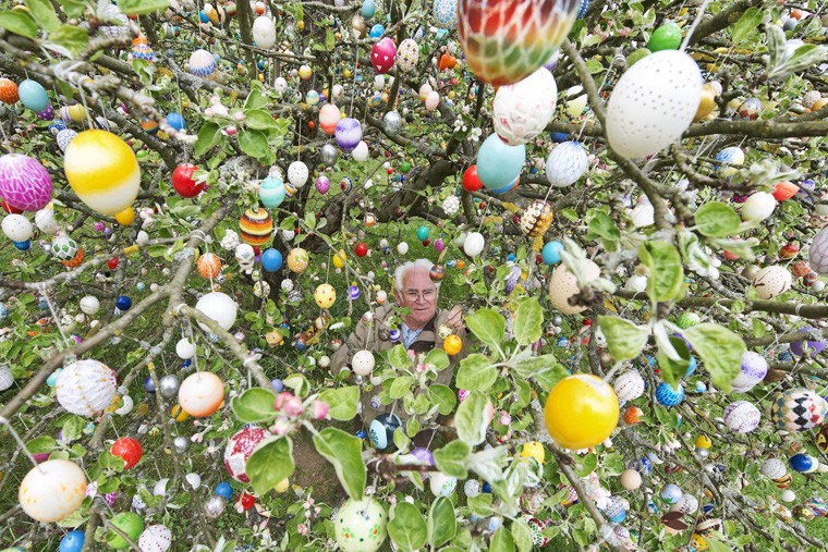 Фолькер Крафт подвешивает еще одно пасхальное яйцо на яблоню в своем саду. Семья Крафтов украшает дерево уже больше 40 лет, так что сейчас на нем - около 10 тыс. пасхальных яиц.