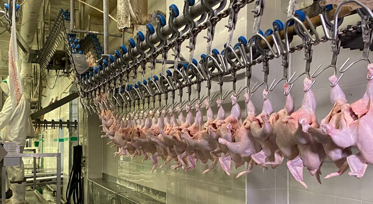 В продукции птицефабрики в Пермском крае выявлены бактерии и антибиотики