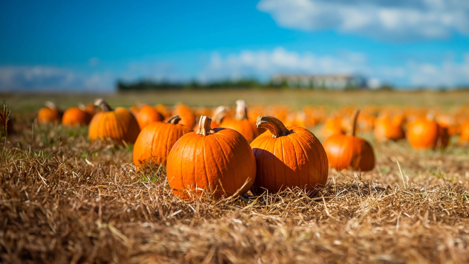 Официальную дату возникновения Тыквенного Спаса выделить нельзя