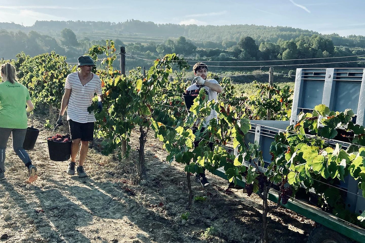 Винодельня Cisteller