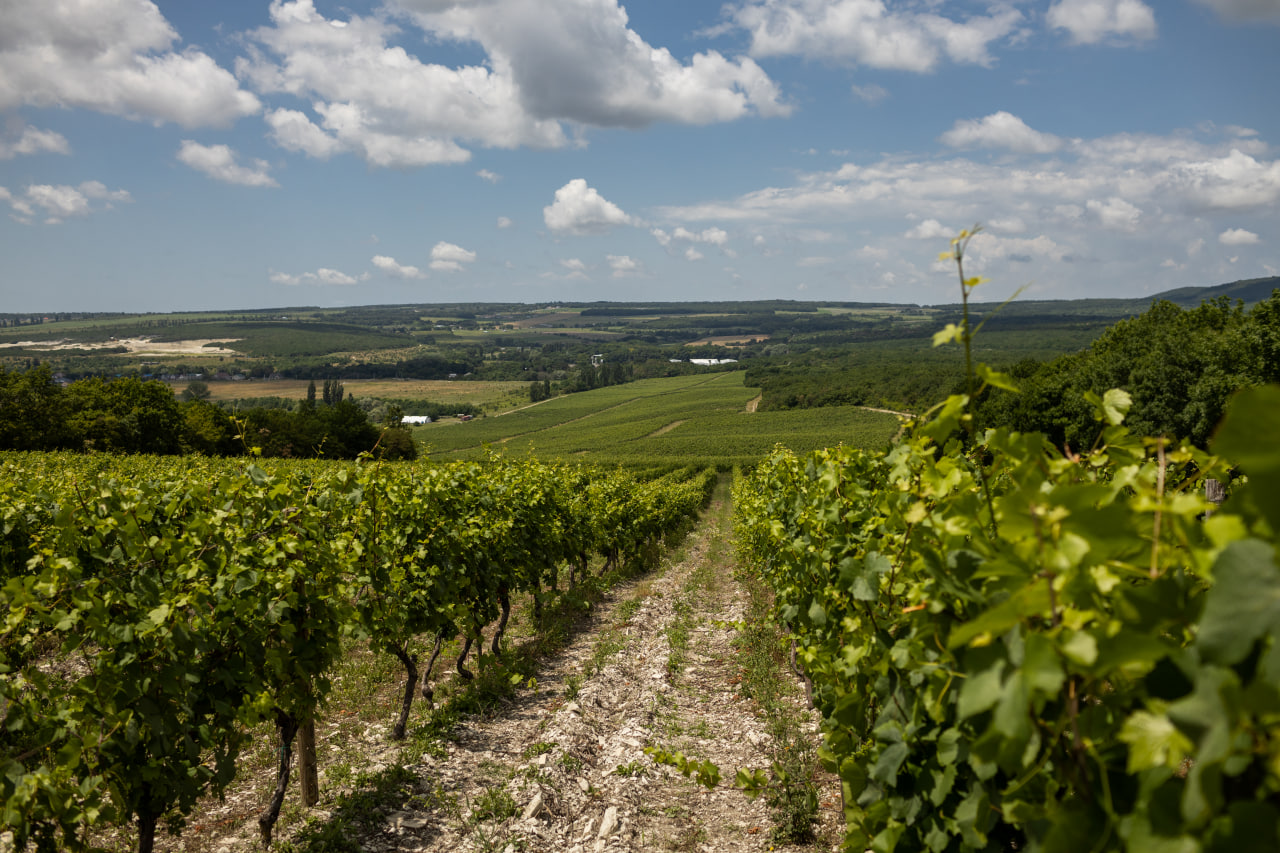 Фото: винодельческий дом «Бюрнье»