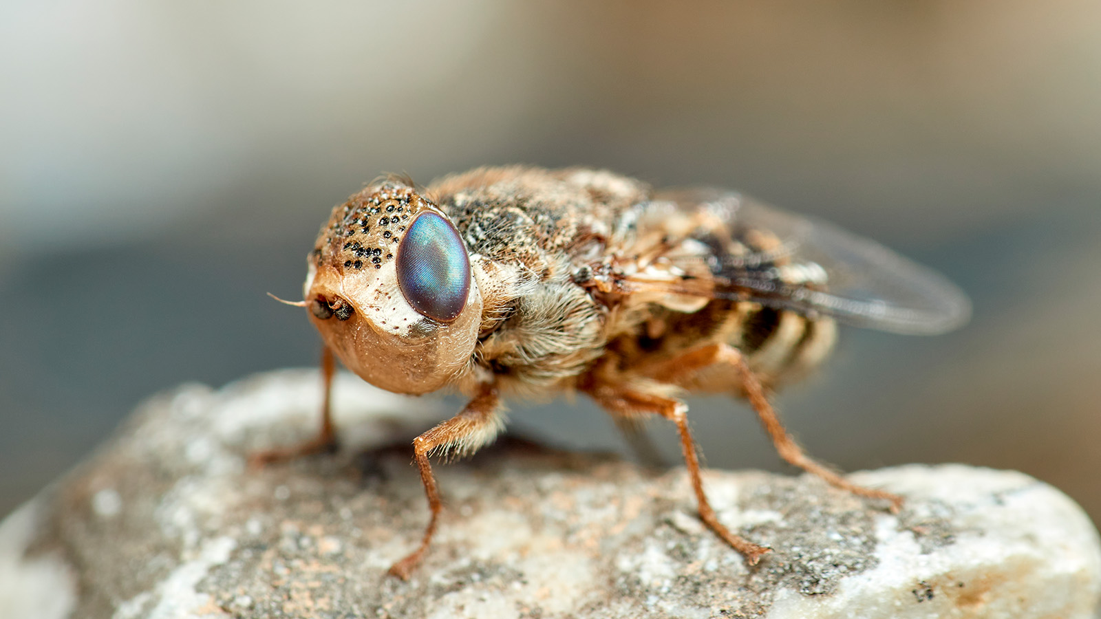 Овечий овод