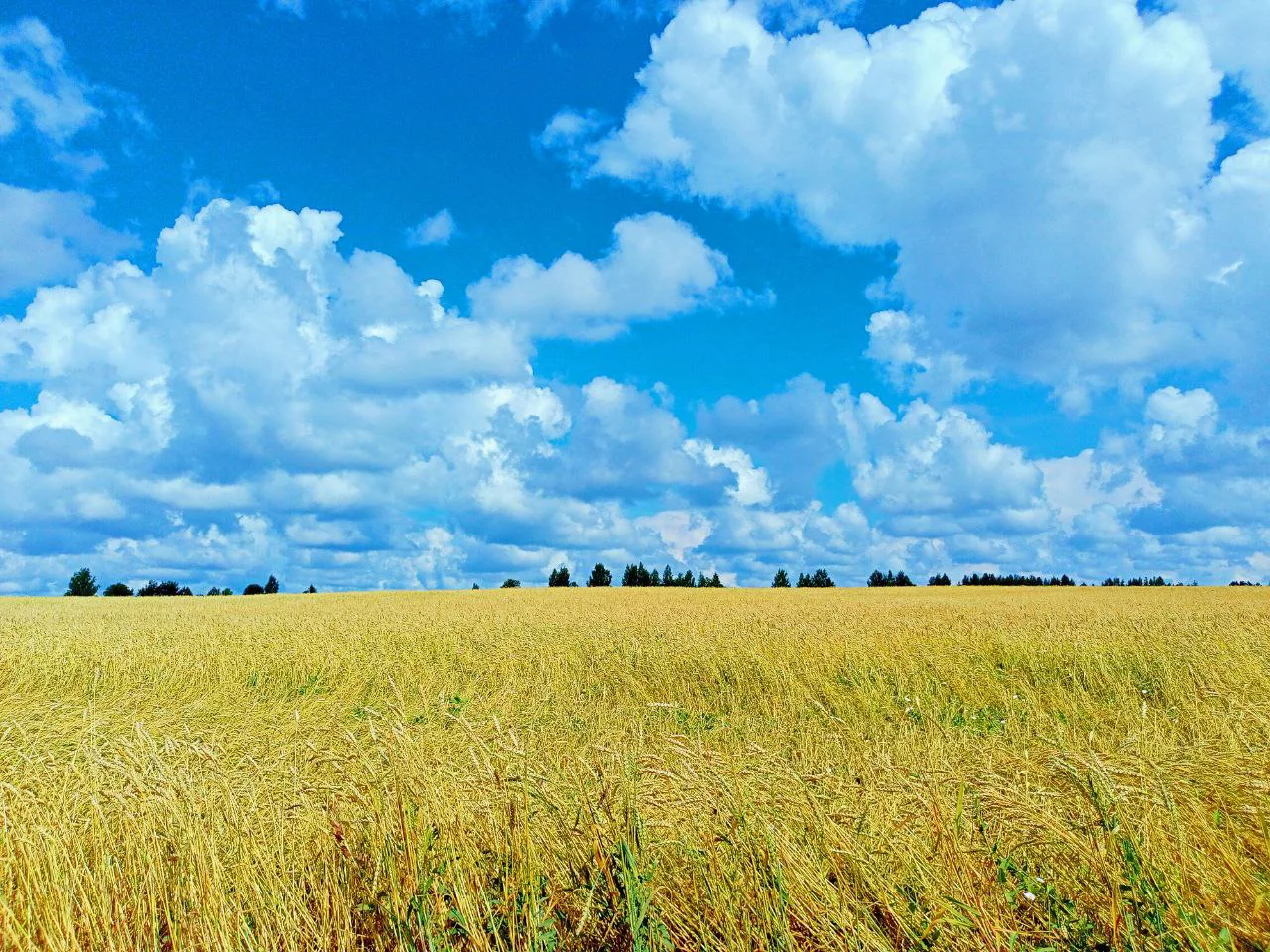 Алексей Коваленок / РБК Новосибирск