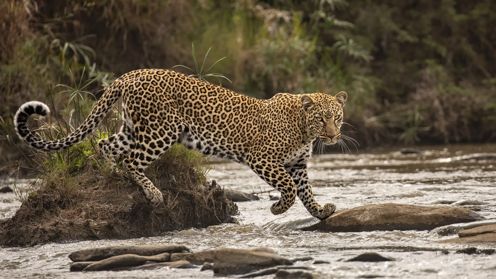<p>На фото: леопард. Фотограф Шашват Хариш. Национальный заповедник Масай Мара, Кения</p>