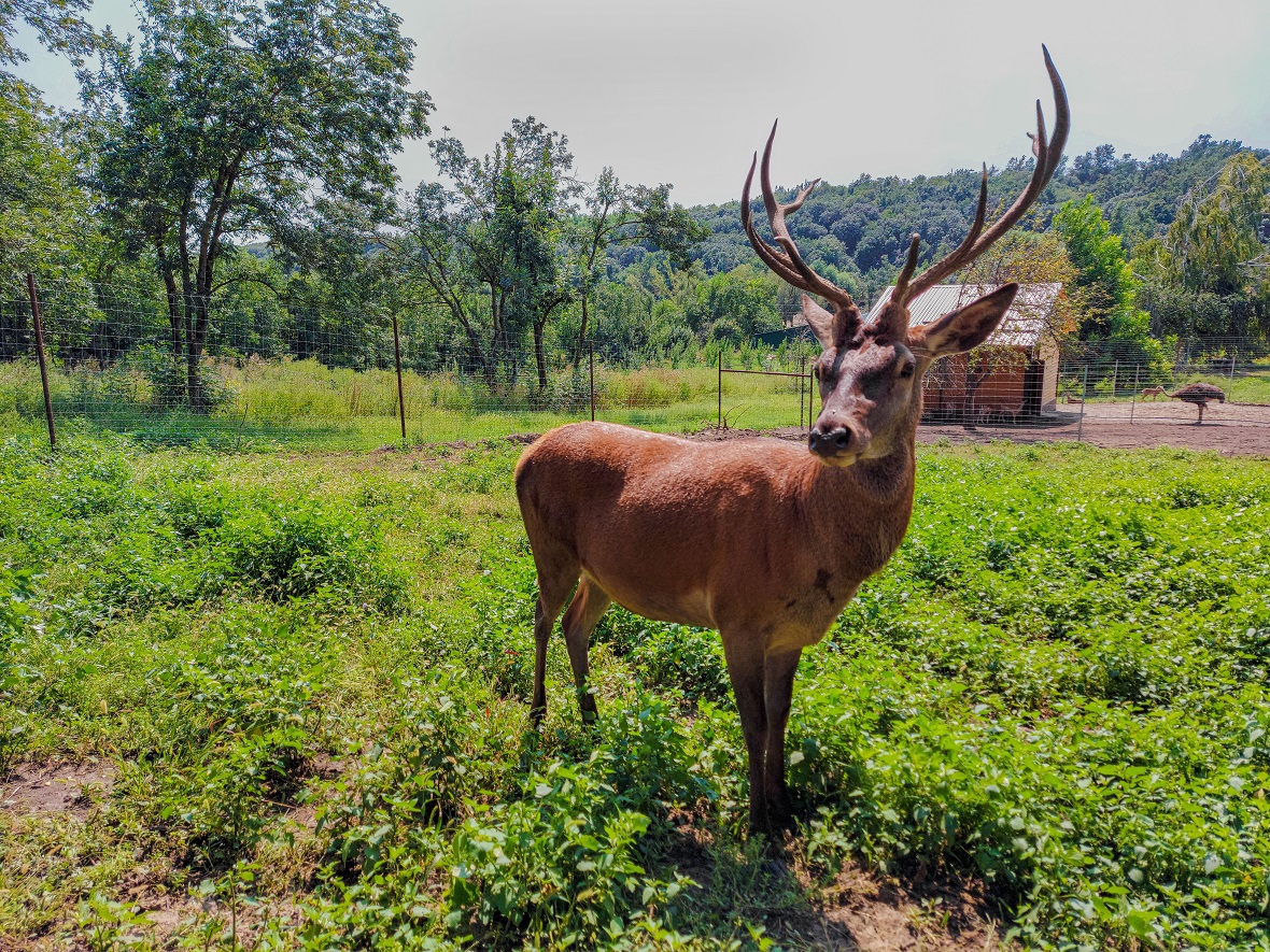 Фото: Deer Farm