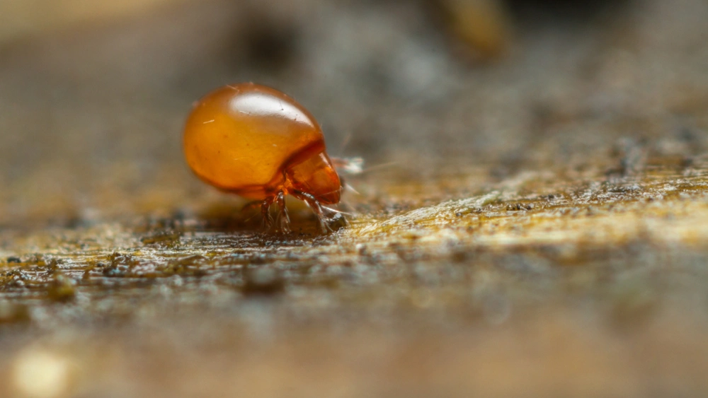 Несмотря на крошечные размеры, эти животные проявляют рекордную силу относительно собственной массы тела