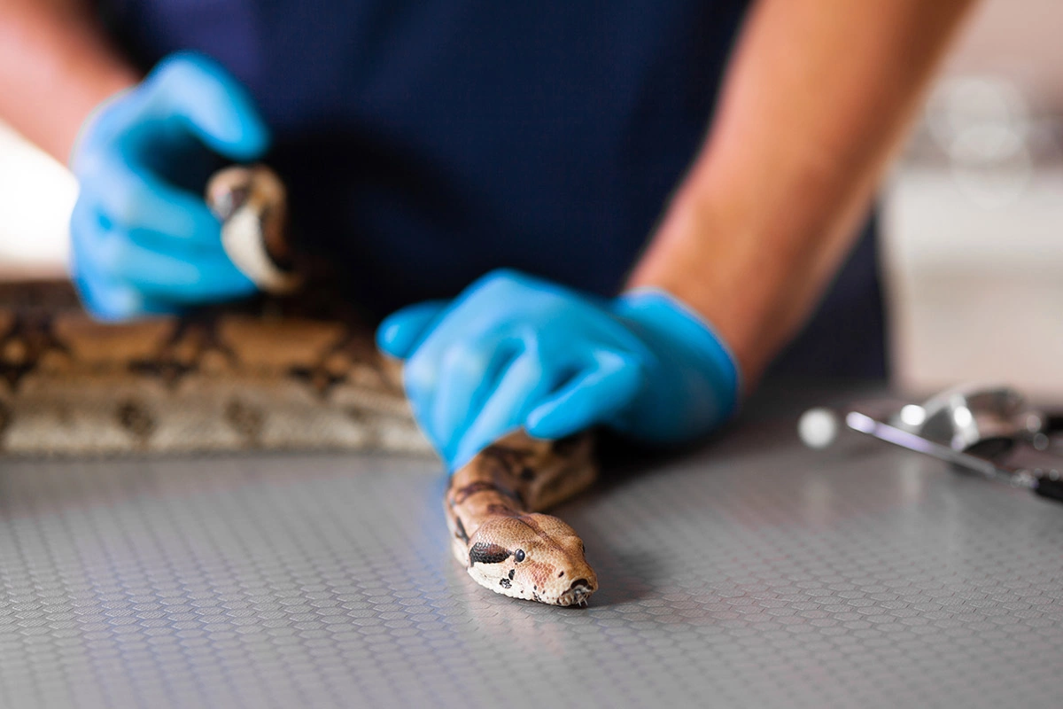 <p>В ходе недавнего исследования&nbsp;ученые протестировали действие 95Mat5 на мышах, которым вводили токсины ядовитых змей</p>