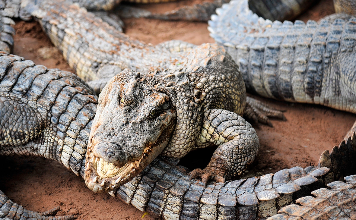 KrisPhotoCNX / Shutterstock