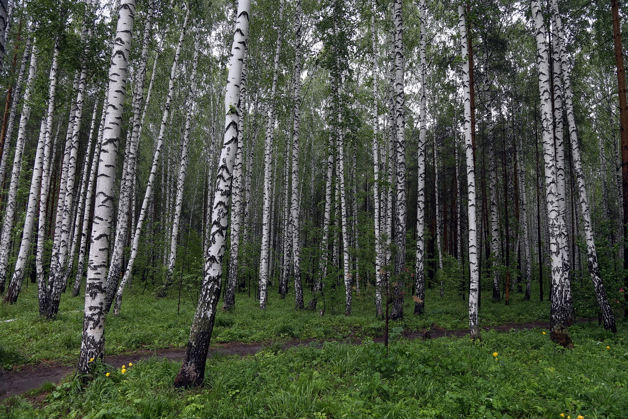 Фото: 66.RU
