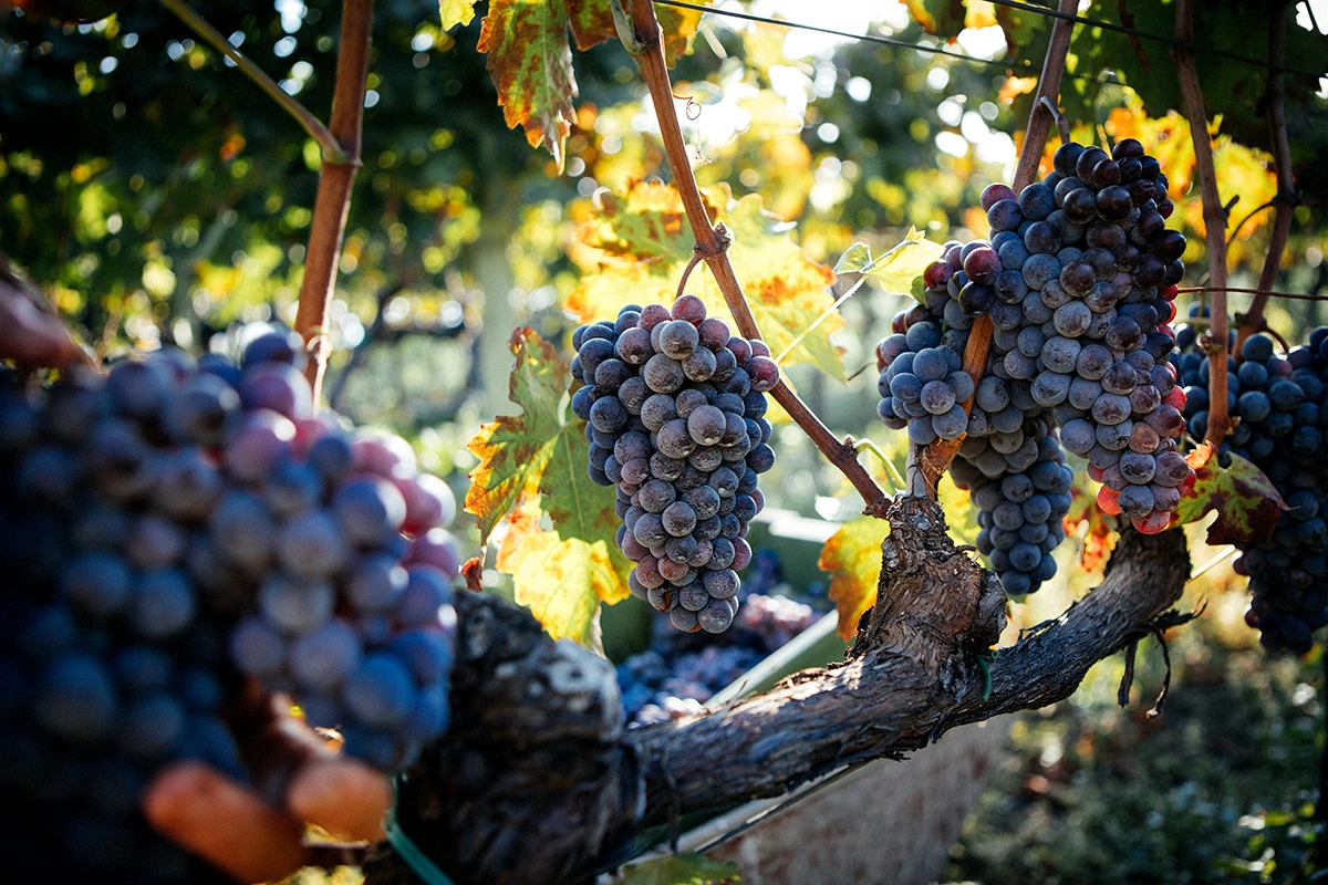 Italian Food Production / Shutterstock / FOTODOM