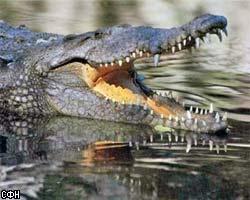 В бассейнах Сиднея водятся крокодилы