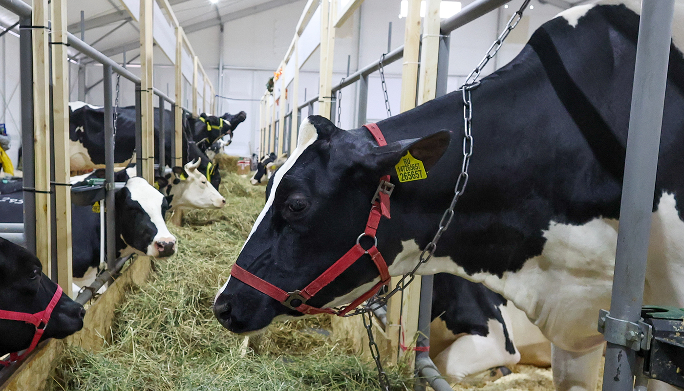 Фото: globallookpress.com, Алексей Белкин 