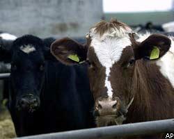 «Бешеные коровы» наносят удар по бюджету Германии
