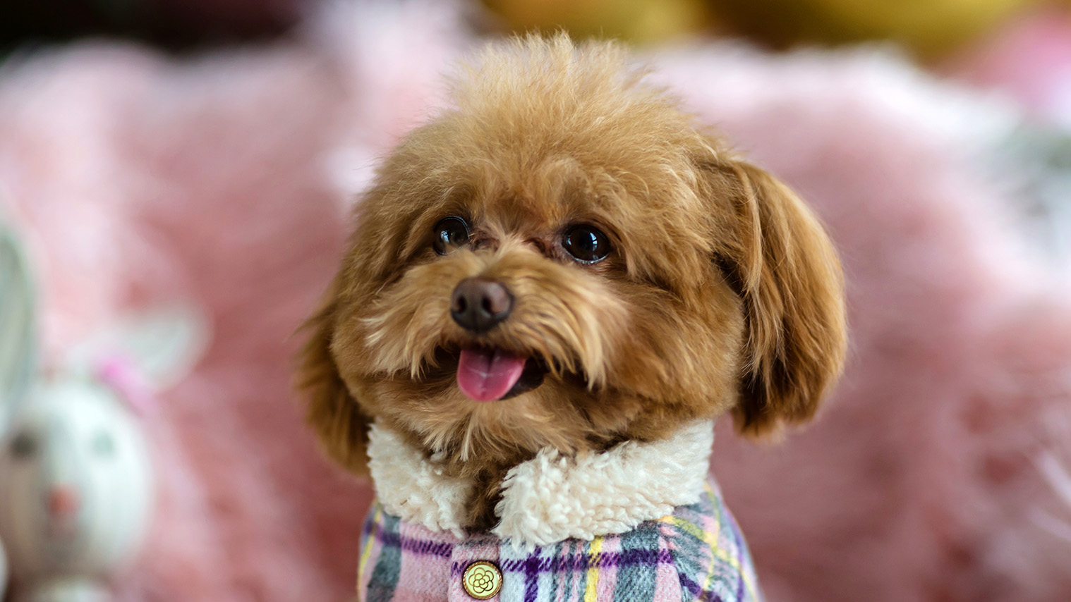 В Москве назначен штраф по итогам проверки игровой комнаты с мальтипу