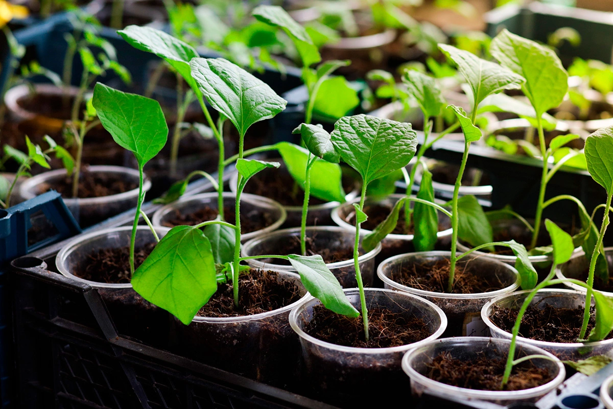 Баклажаны любят тепло, поэтому поддерживайте высокую температуру почвы