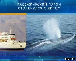Пассажирский паром столкнулся с китом: 93 пострадавших