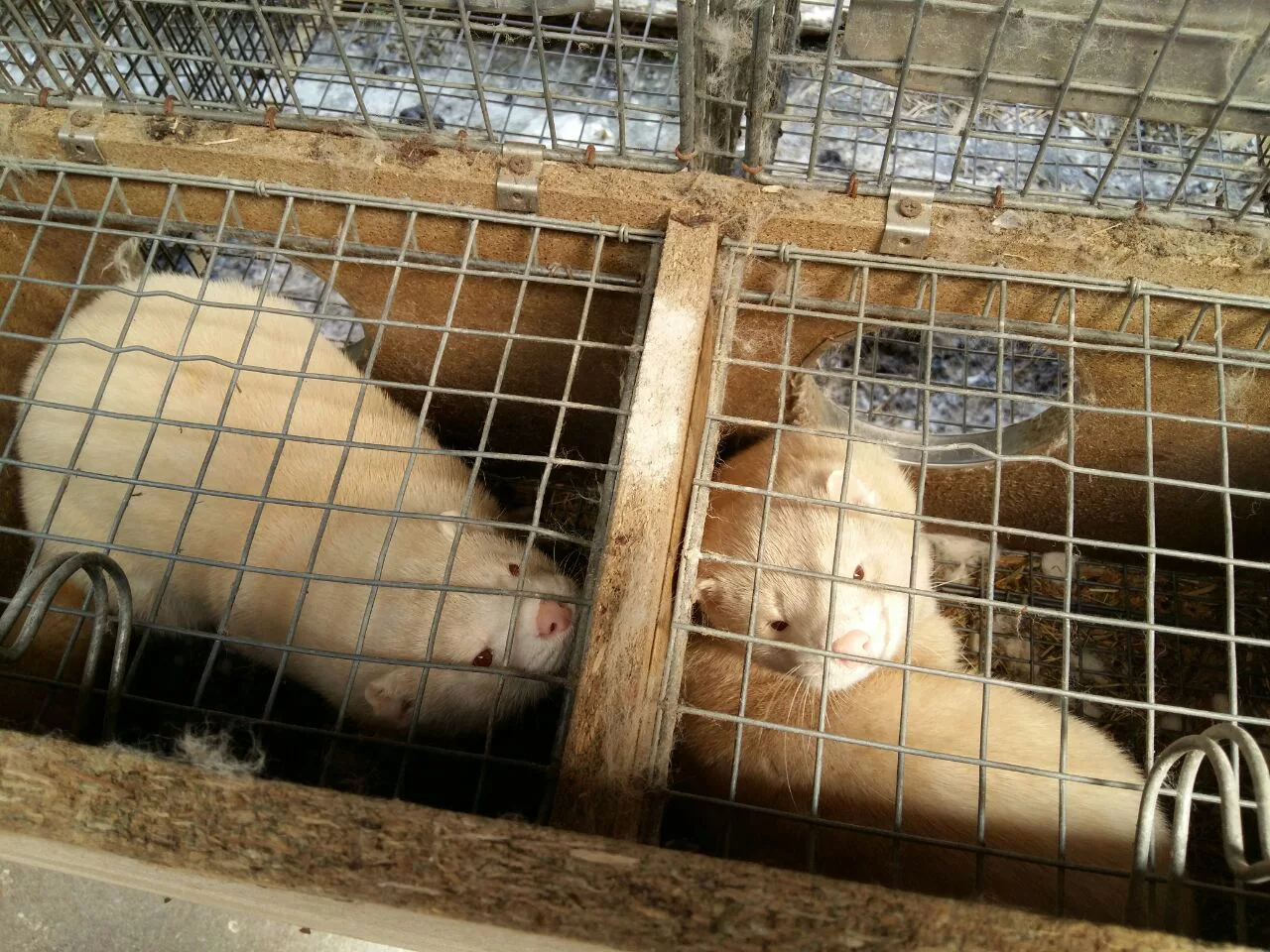 Александр Подгорчук