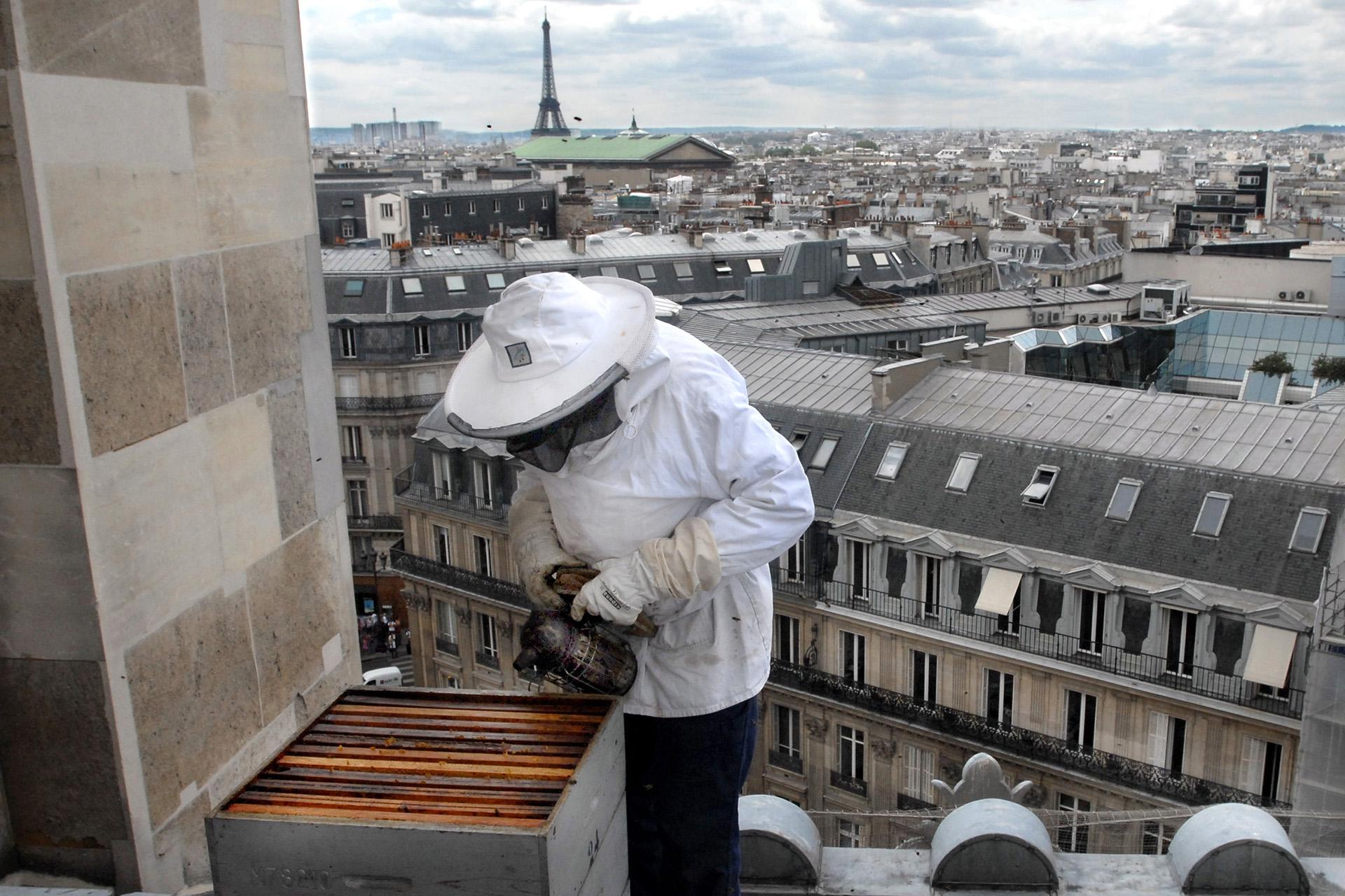 Пчеловод проверяет ульи на крыше Опера Гарнье в Париже