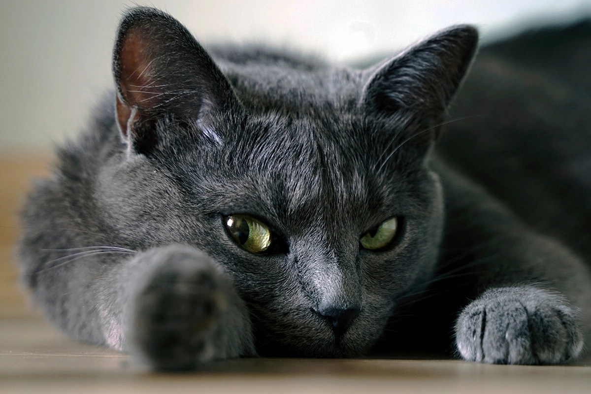 Русская голубая кошка