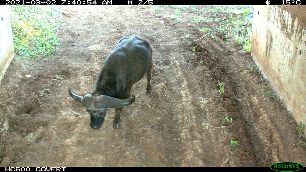 Не только слоны, но и другие животные, например, буйволы тоже пользуются подземным переходом.