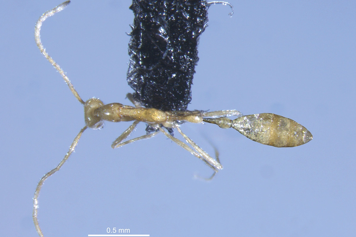 <p>Новый вид муравьев Leptanilla voldemort</p>