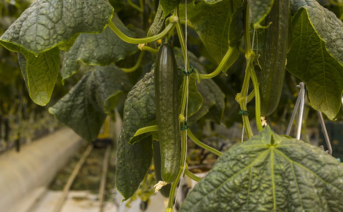 Владислав Шатило / РБК