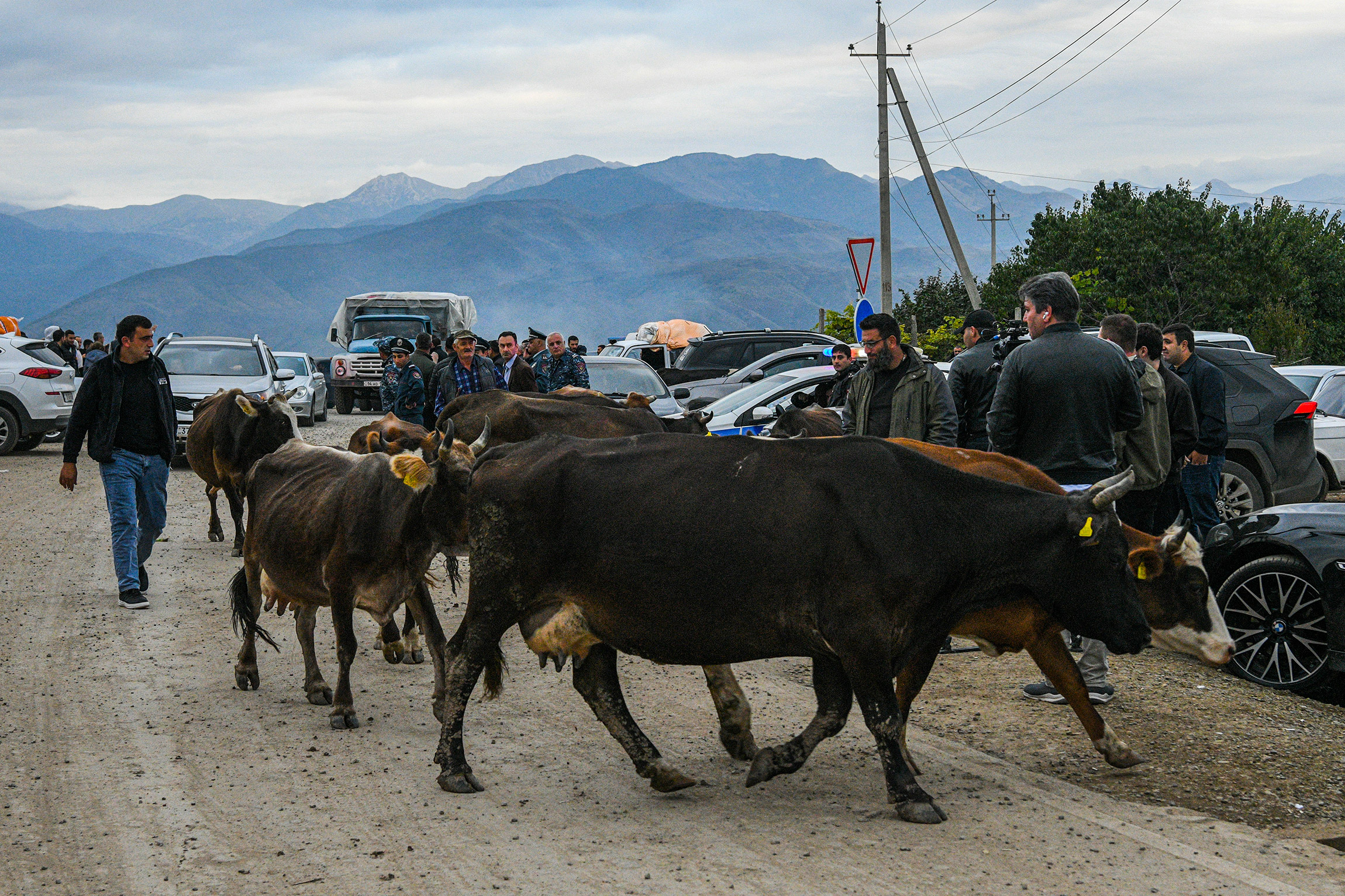 <p>Коровы у центра гуманитарной помощи в Корнидзоре в Армении, 26 сентября.<br />
&nbsp;</p>